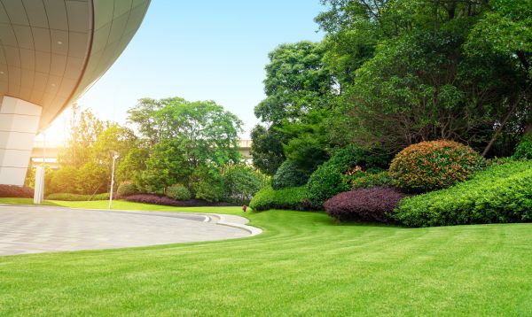 Commercial Shrub Trimming in Tacoma