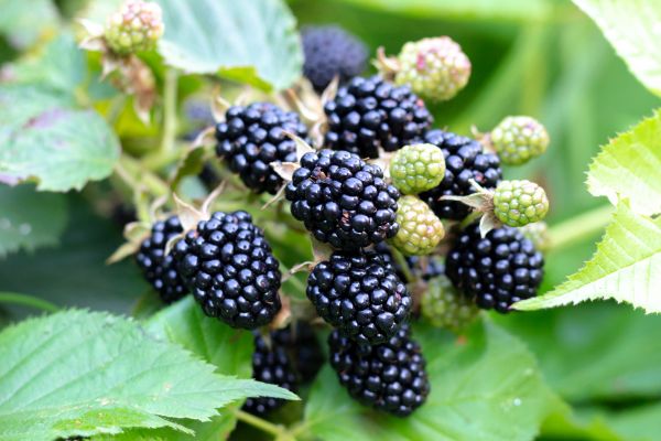 Blackberry Bush Removal in Tacoma