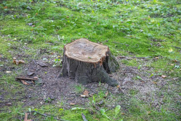 Bush Stump Removal in Tacoma