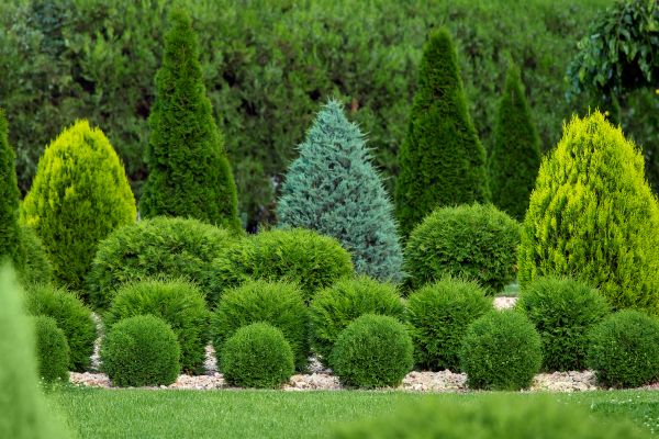 Bush Trimming Service in Tacoma