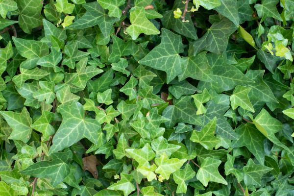 English Ivy Removal in Tacoma