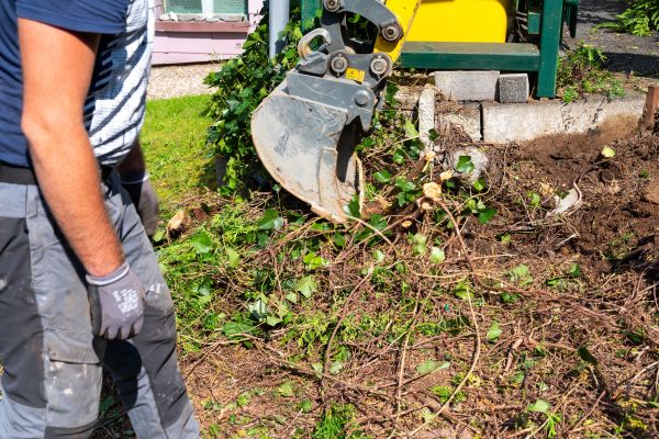Hedge Removal Service in Tacoma