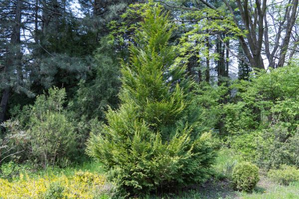 Juniper Pruning in Tacoma