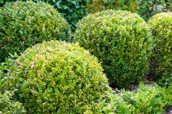 Landscape Trimming Service in Tacoma