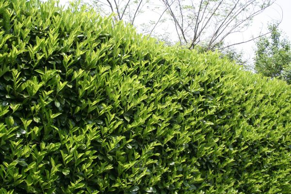 Laurel Removal in Tacoma