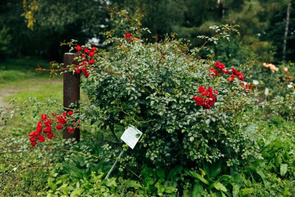 Rose Bush Removal in Tacoma