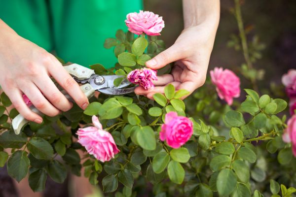 Rose Trimming in Tacoma