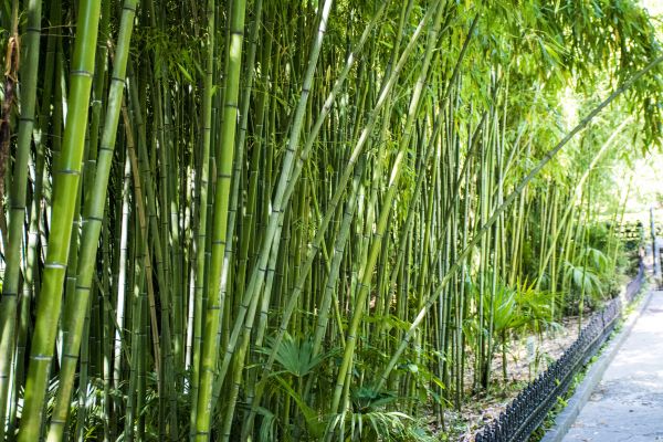 Bamboo Root Removal in Tacoma