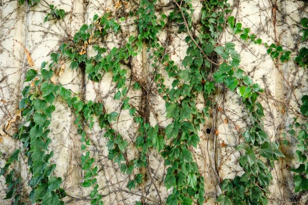 Vine Removal Service in Tacoma
