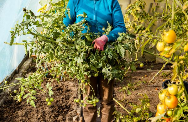 Garden Plant Removal in Tacoma