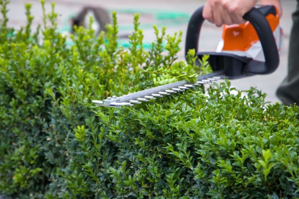 Hedge Shearing in Tacoma