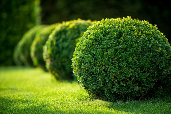Bush Pruning in Tacoma