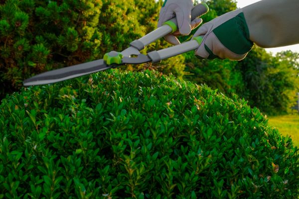 Topiary Shearing in Tacoma