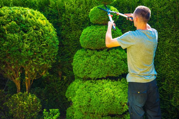Topiary Shaping in Tacoma