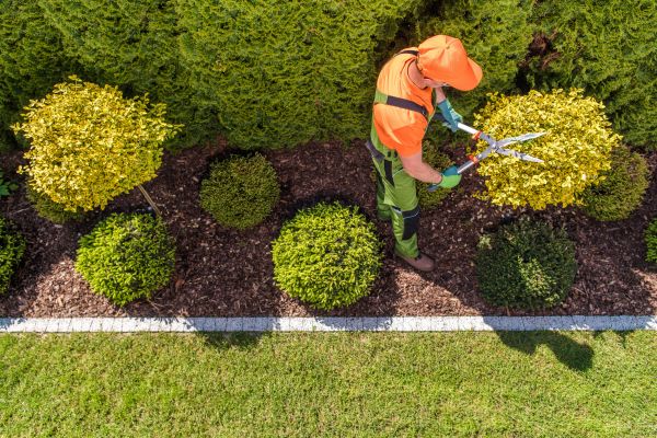 Topiary Trimming in Tacoma