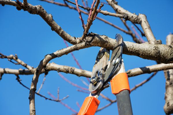 Selective Pruning in Tacoma