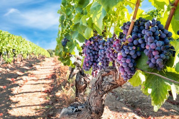 Grapevine Pruning in Tacoma