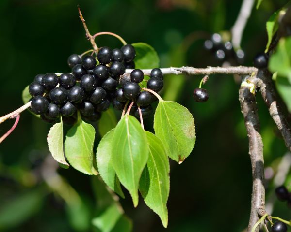 Buckthorn Removal in Tacoma
