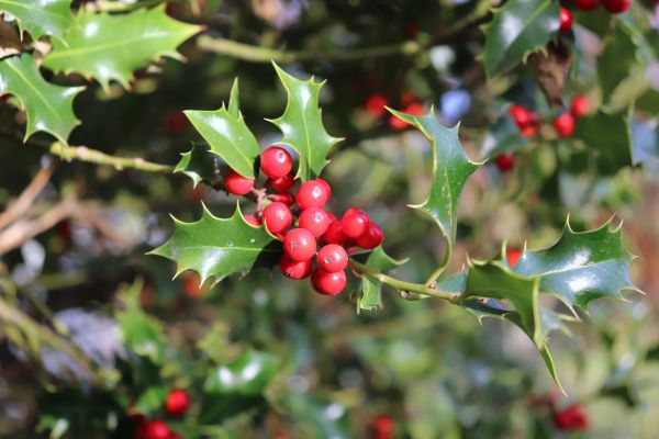 Holly Tree Trimming in Tacoma