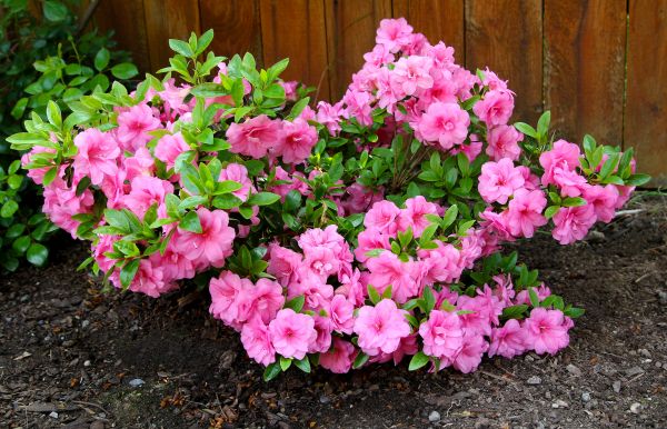 Azaleas Removal in Tacoma