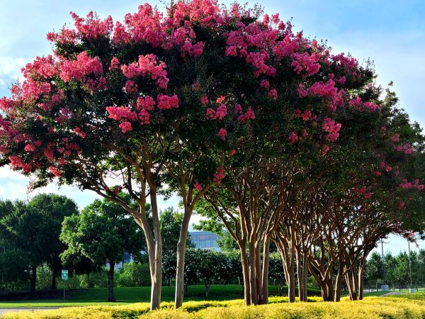 Crepe Myrtle Pruning in Tacoma