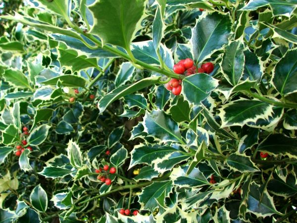 Holly Bushes Trimming in Tacoma