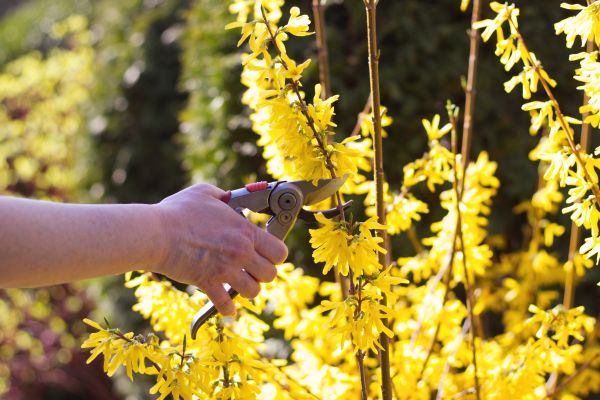 Forsythia Pruning in Tacoma