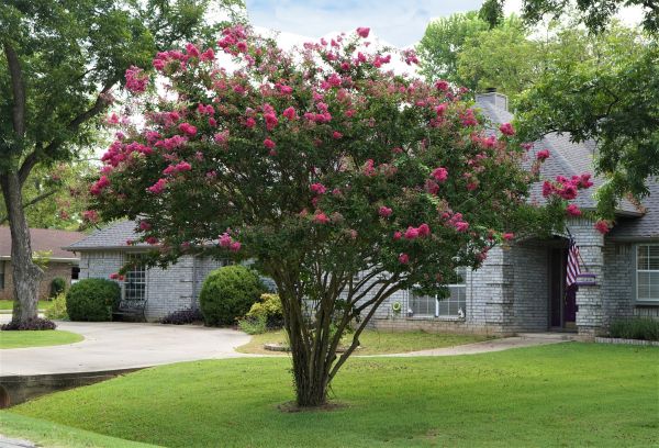 Crepe Myrtle Trimming in Tacoma