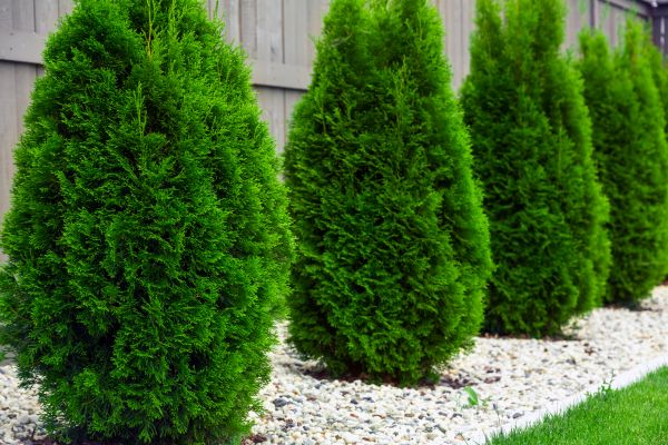 Arborvitae Removal in Tacoma