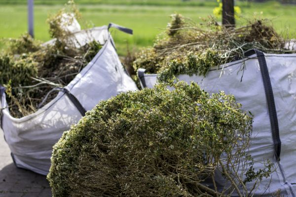 Shrubs Removal in Tacoma