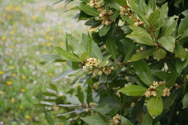 Laurel Trimming in Tacoma