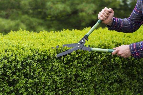 Evergreen Shrub Pruning in Tacoma