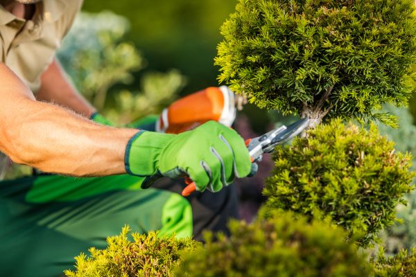 Landscape Pruning Service in Tacoma