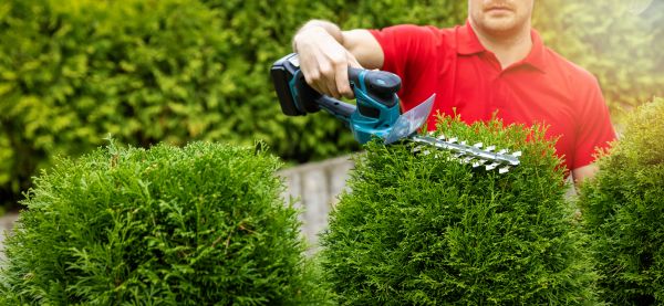 Hedge Shaping Service in Tacoma