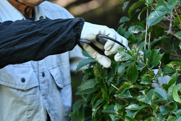Holly Pruning in Tacoma