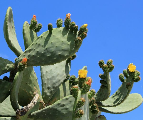 Cactus Removal in Tacoma