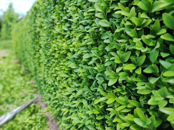 Boxwood Pruning in Tacoma
