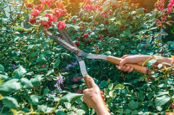Knockout Roses Pruning in Tacoma