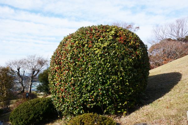 Holly Shrub Pruning in Tacoma