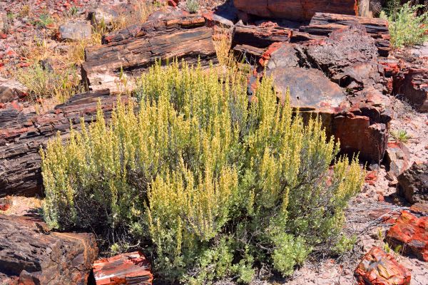 Sagebrush Removal in Tacoma