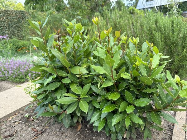Laurel Hedge Trimming in Tacoma