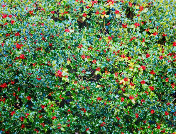 Holly Bush Removal in Tacoma