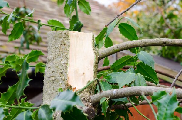 Holly Tree Removal in Tacoma