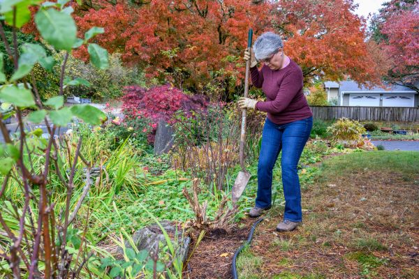 Dead Bush Removal in Tacoma
