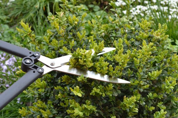 Boxwood Trimming in Tacoma