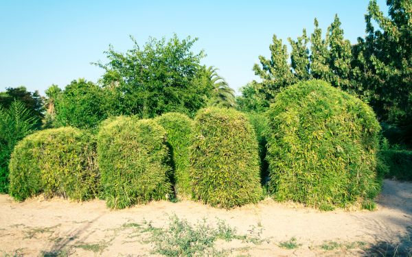 Bamboo Hedge Removal in Tacoma