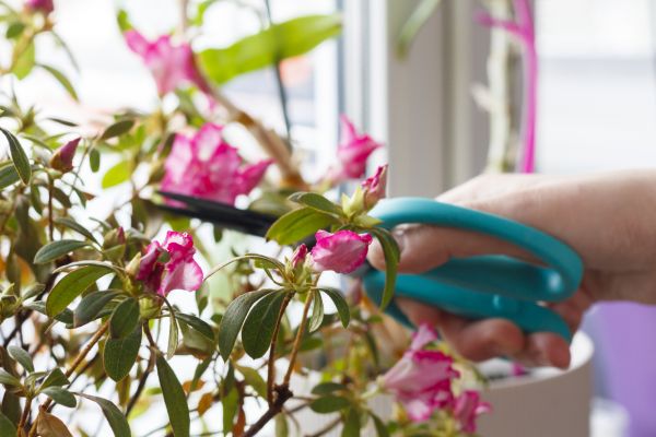 Azalea Pruning in Tacoma