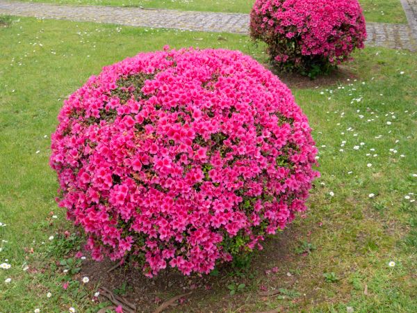Rhododendron Pruning in Tacoma