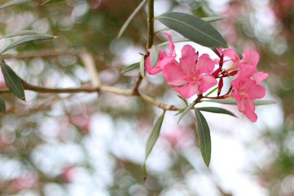Oleander Removal in Tacoma