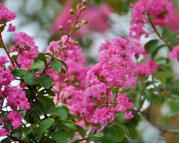 Crepe Myrtle Removal in Tacoma